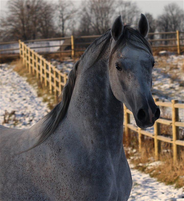 Arabisk fuldblod (OX) SL Carrera billede 18