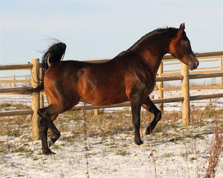 Arabisk fuldblod (OX) Duval billede 19