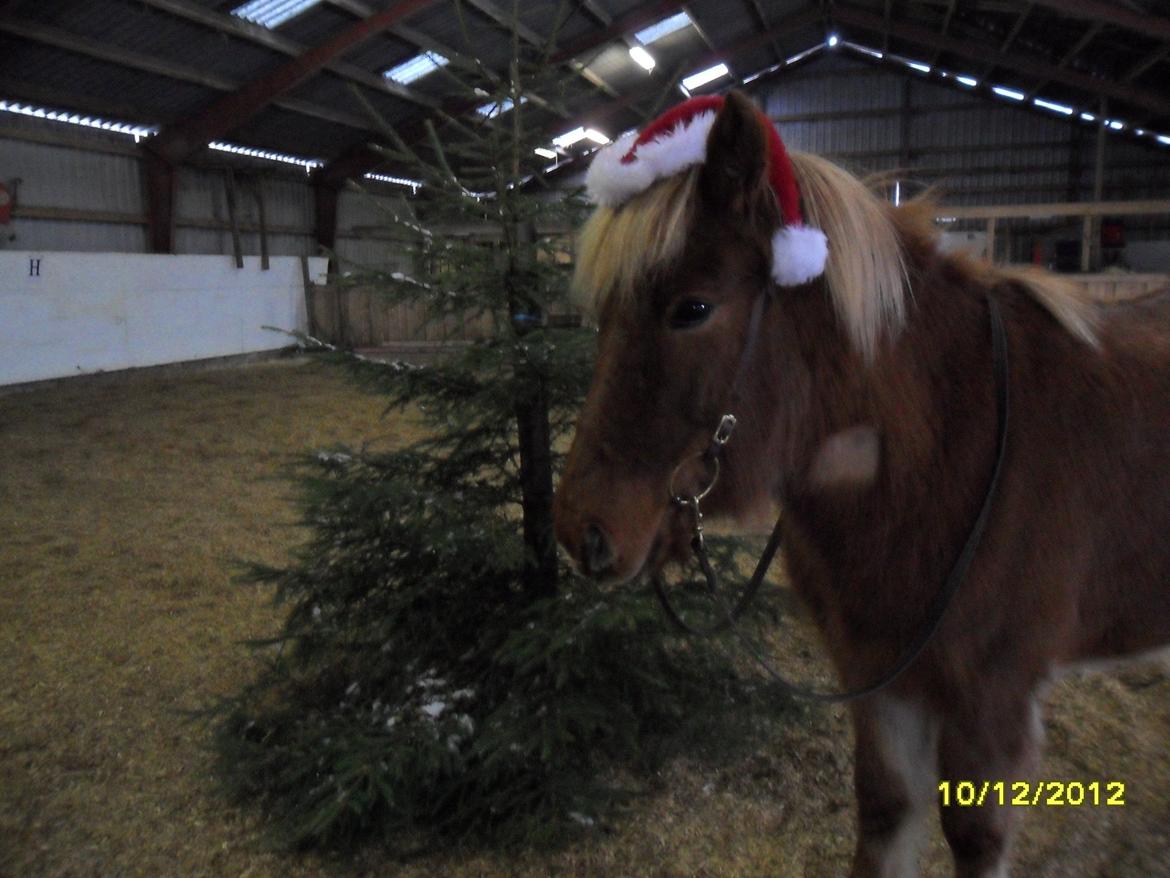 Islænder Loke fra xxx - Lille nisse hest<3
Loke glæder sig til d.24/12. Juletræ inde mit i hallen elsker jul. Det bedste er at man kan hold det sammen med sin bedste ven<3 billede 9
