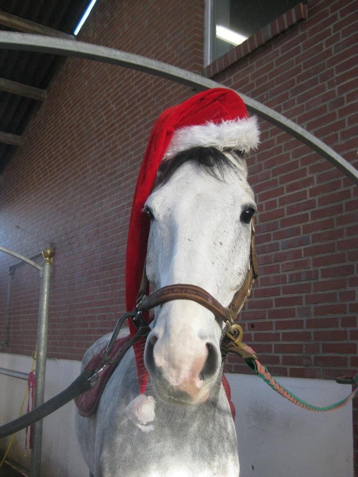 Hannoveraner Dusty billede 3
