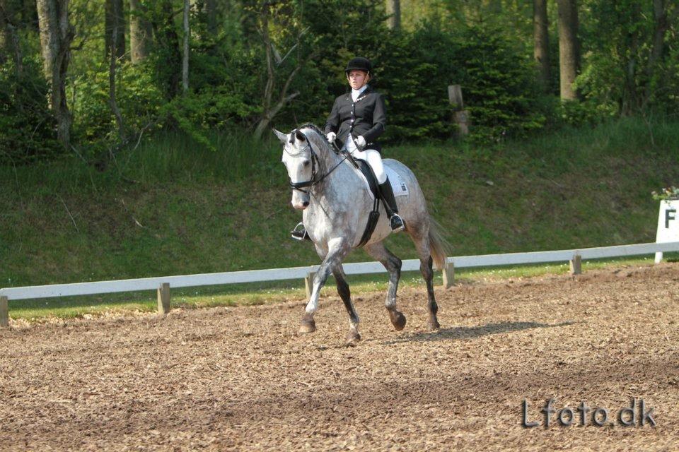 Hannoveraner Dusty billede 4