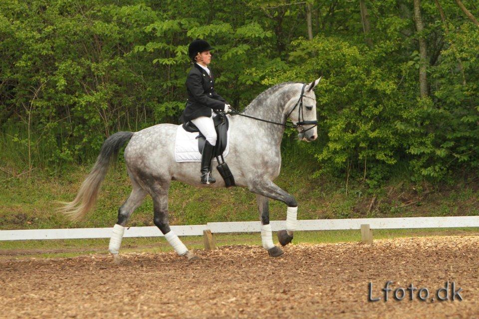 Hannoveraner Dusty billede 6