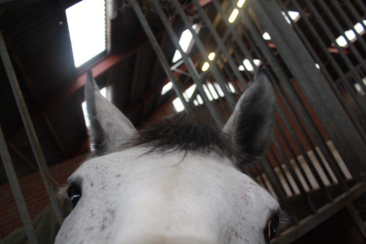 Hannoveraner Dusty billede 7