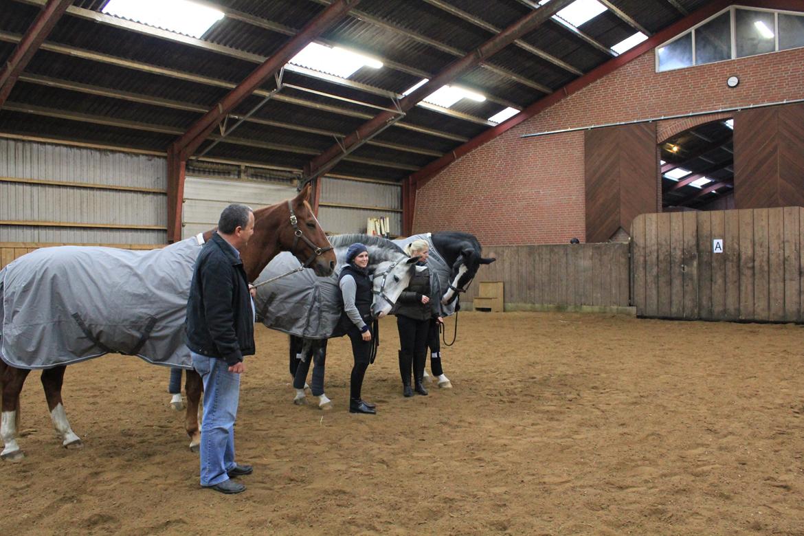 Hannoveraner Dusty billede 8