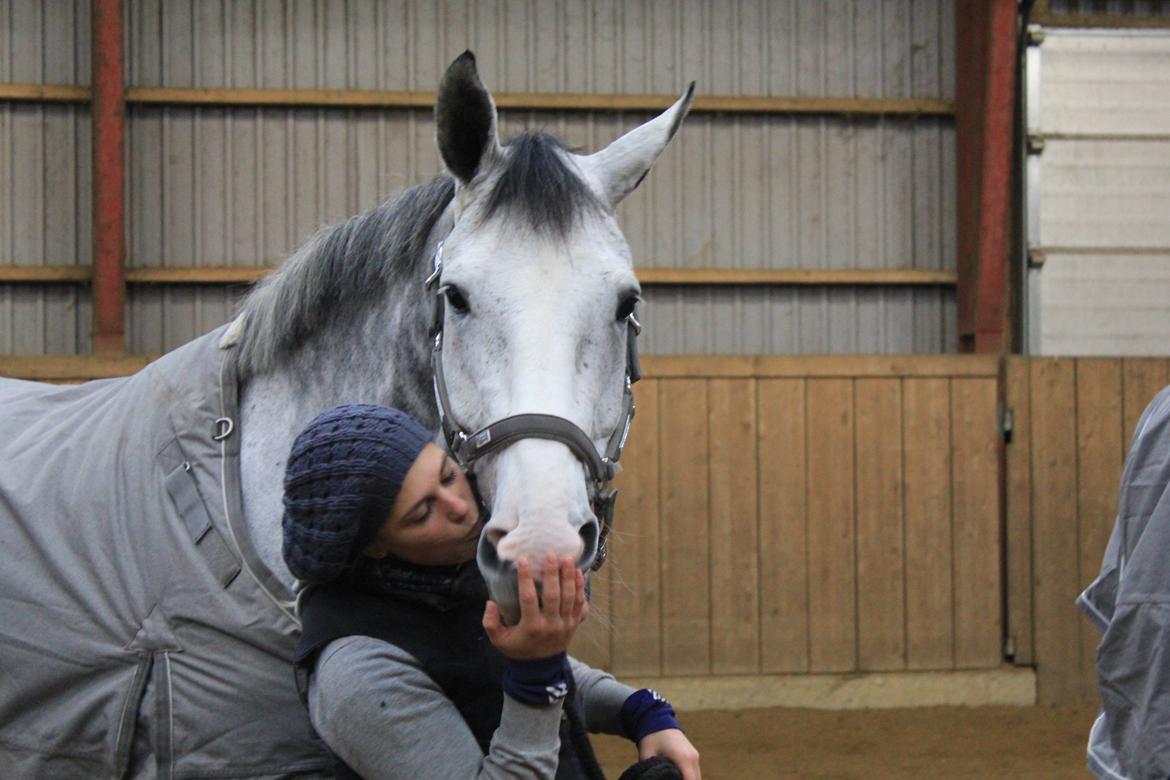 Hannoveraner Dusty billede 12