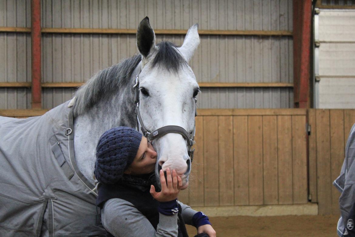 Hannoveraner Dusty billede 13