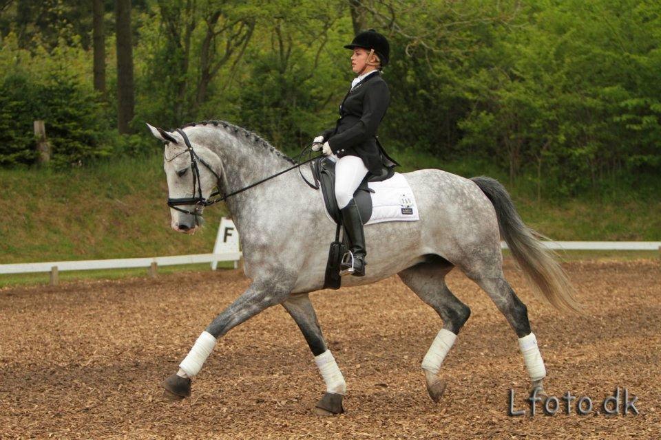 Hannoveraner Dusty billede 14