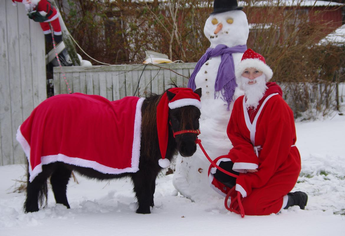 Shetlænder Donna af bommose - Glædelig jul <3 dec. 2012 billede 20
