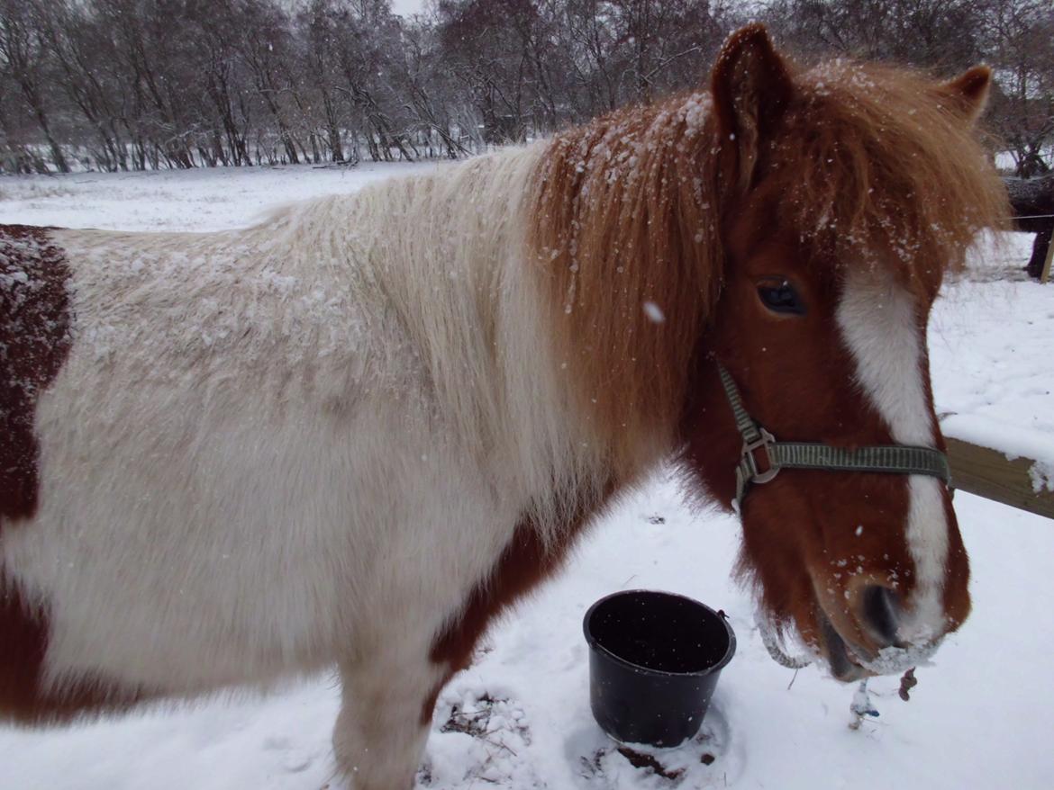 Islænder Depla fra såbyhøj billede 18