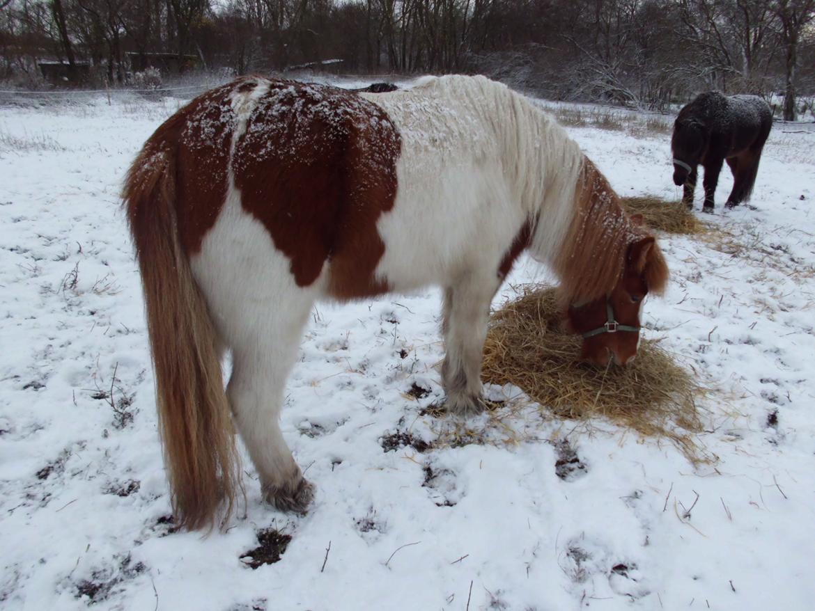 Islænder Depla fra såbyhøj billede 19