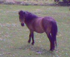 Shetlænder Basse - Basse ude på marken :)
Han er bare dejlig! <3 billede 1