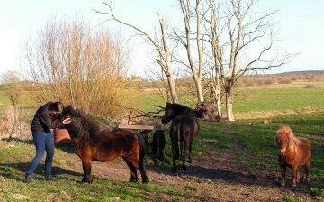 Shetlænder Basse - Maya (minbedsteveninde)
står og snakker med Basse *-: billede 2