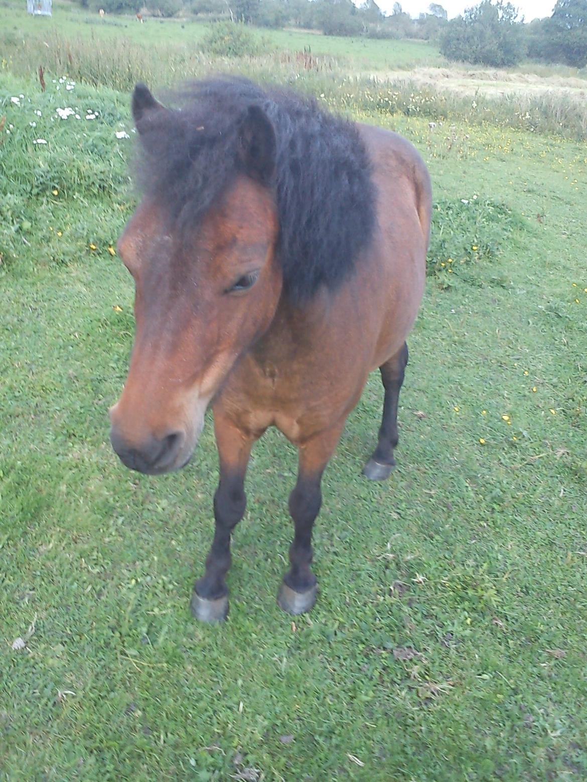 Shetlænder Basse - Basse i sommeren 2011 :) billede 3