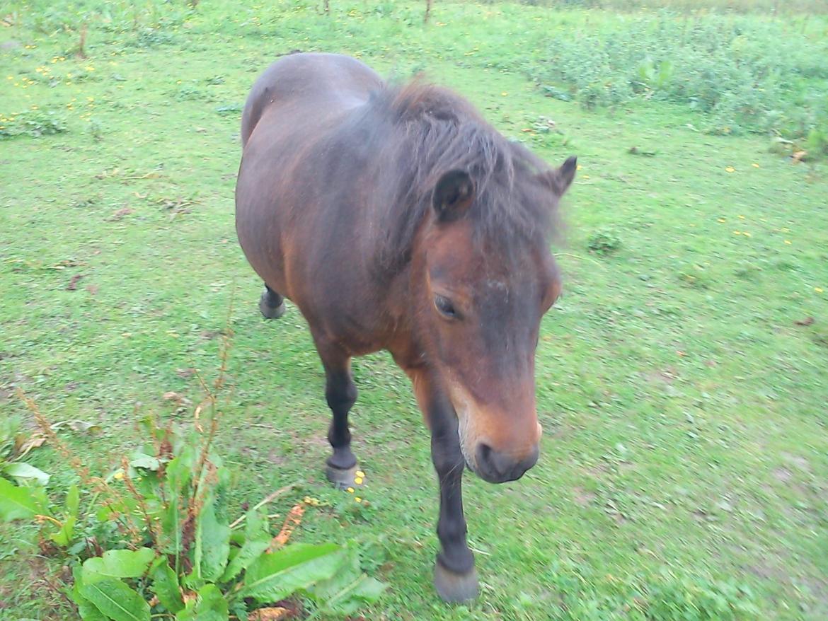 Shetlænder Basse - Basse i sommeren 2011 :) billede 4