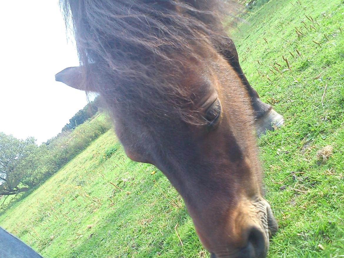 Shetlænder Basse - Basse i sommeren 2011 :) billede 5