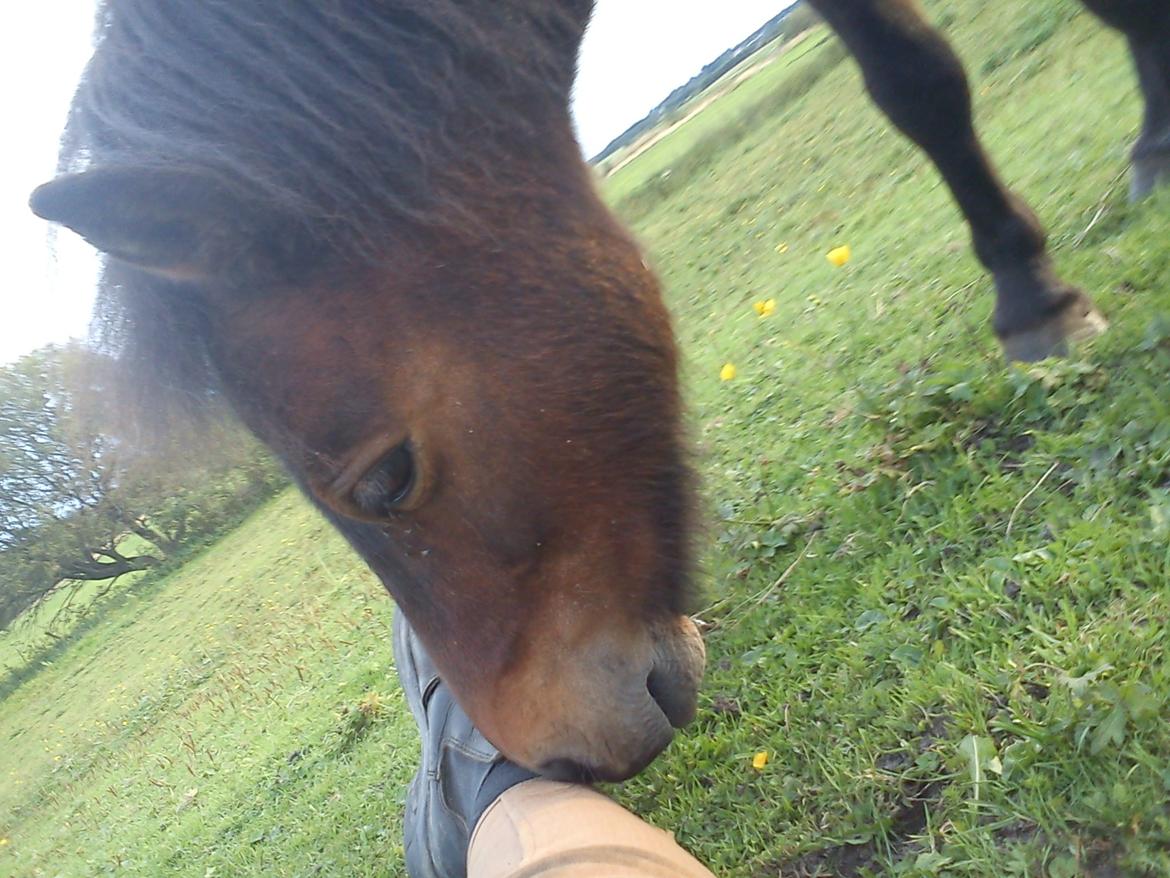 Shetlænder Basse - Basse i sommeren 2011 :) billede 6