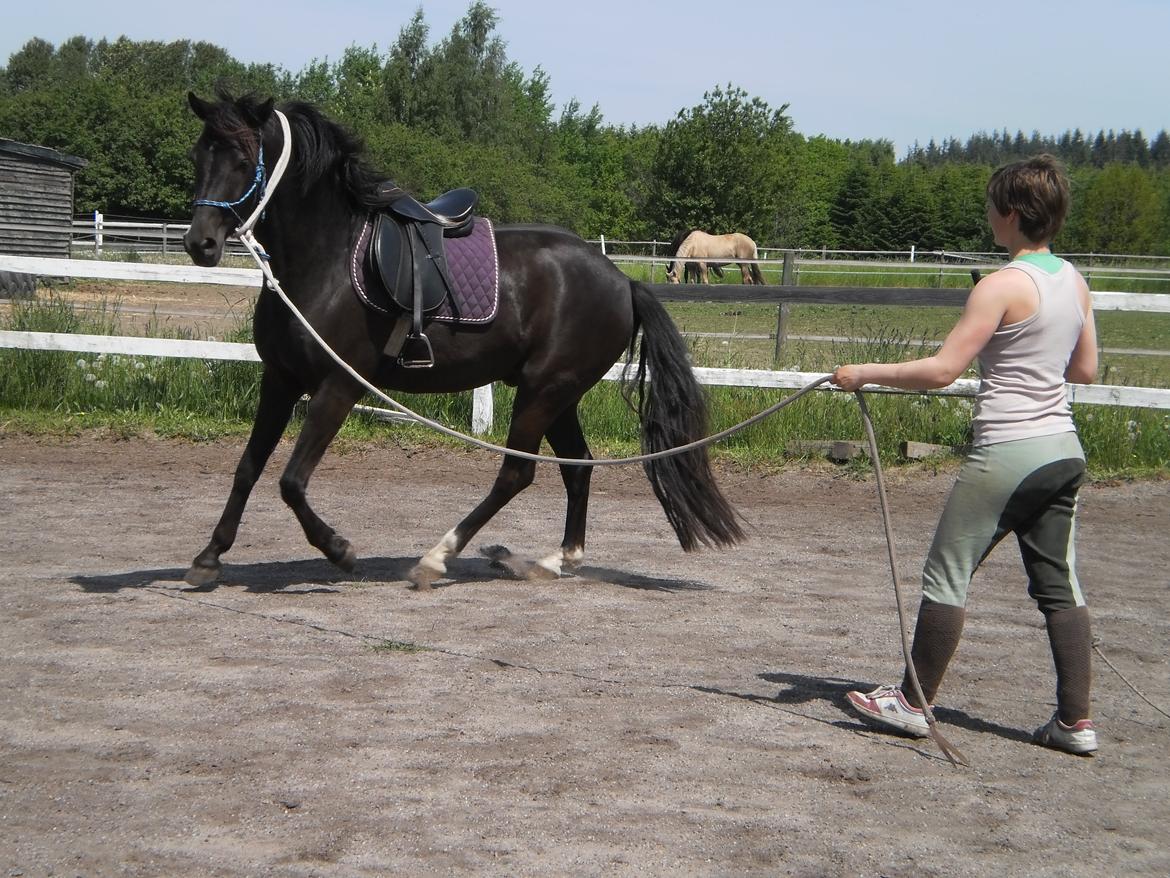 Anden særlig race Golden Extreme Ferrari (Vimse) - Lækker galop for en kun 4 årig lille hest at være :-) billede 20