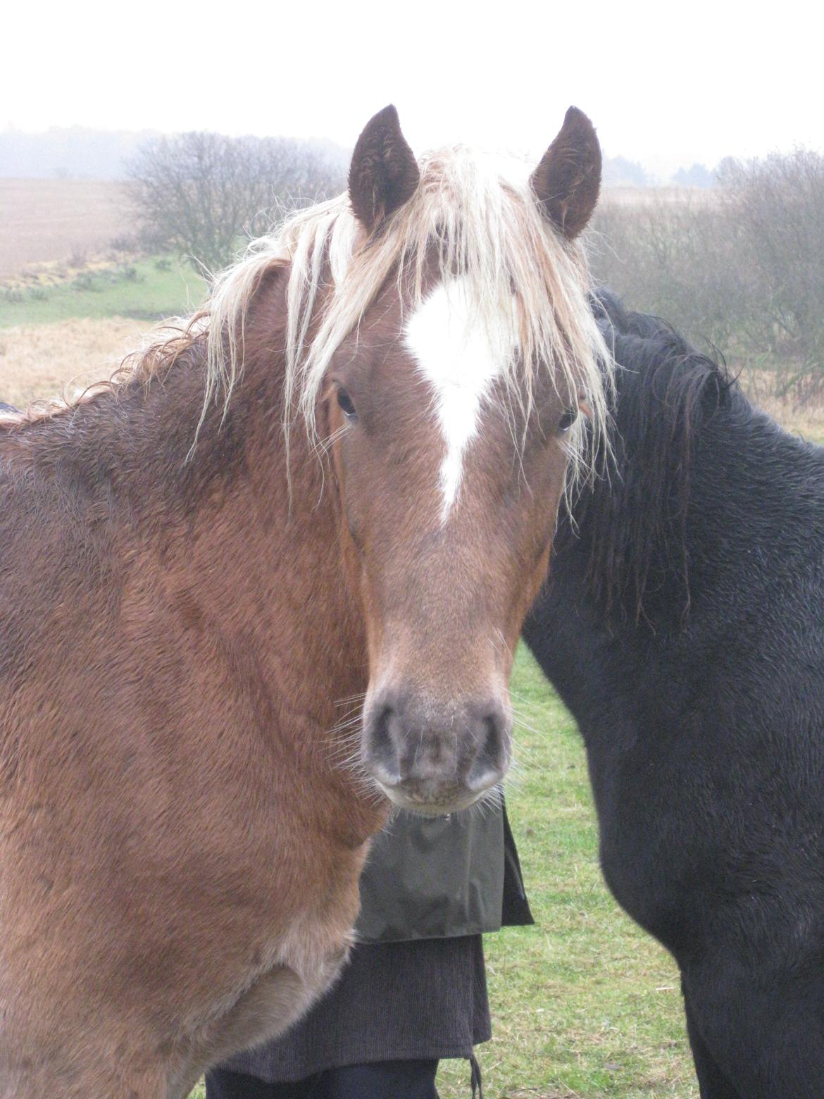 Welsh Cob (sec D) Mr. Roy - Fra da jeg så ham første gang.. Var slet ikke i tvivl! :) billede 2