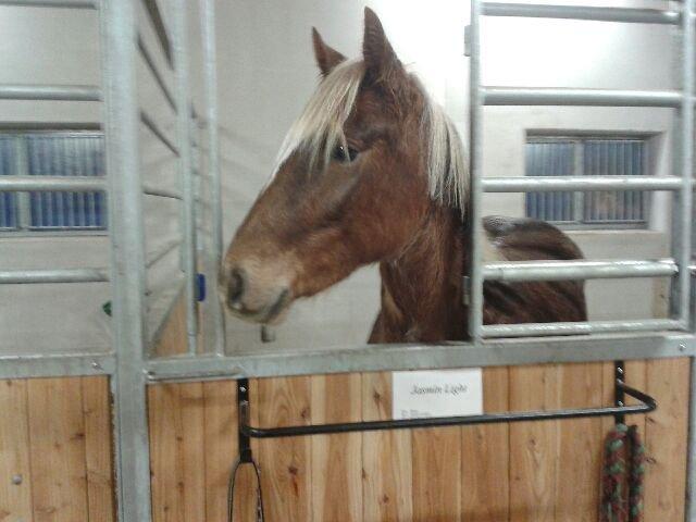 Welsh Cob (sec D) Mr. Roy - I sin kæmpe boks på 18 kvm... den er han hurtigt blevet meget glad for.. billede 16