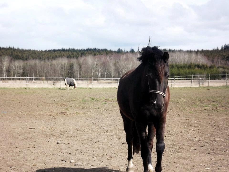 Anden særlig race Golden Extreme Ferrari (Vimse) - Vimse kommer mig i møde <3 billede 21