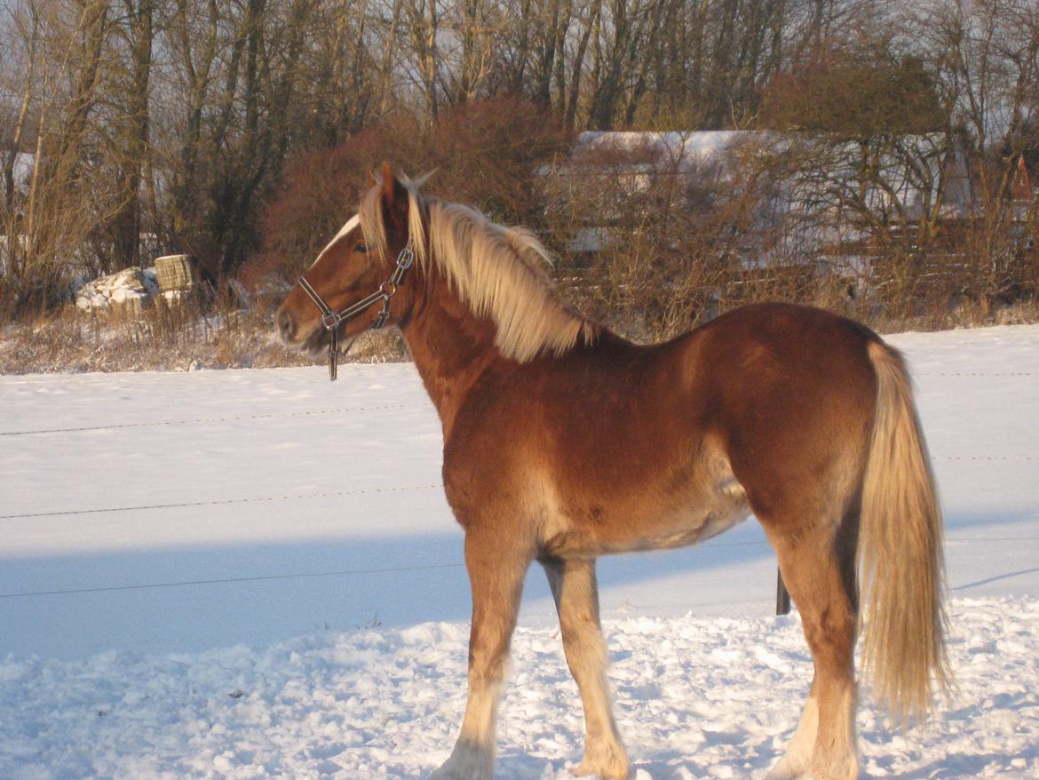 Welsh Cob (sec D) Mr. Roy billede 17
