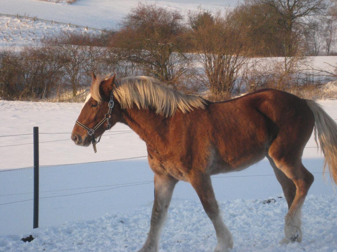 Welsh Cob (sec D) Mr. Roy billede 14