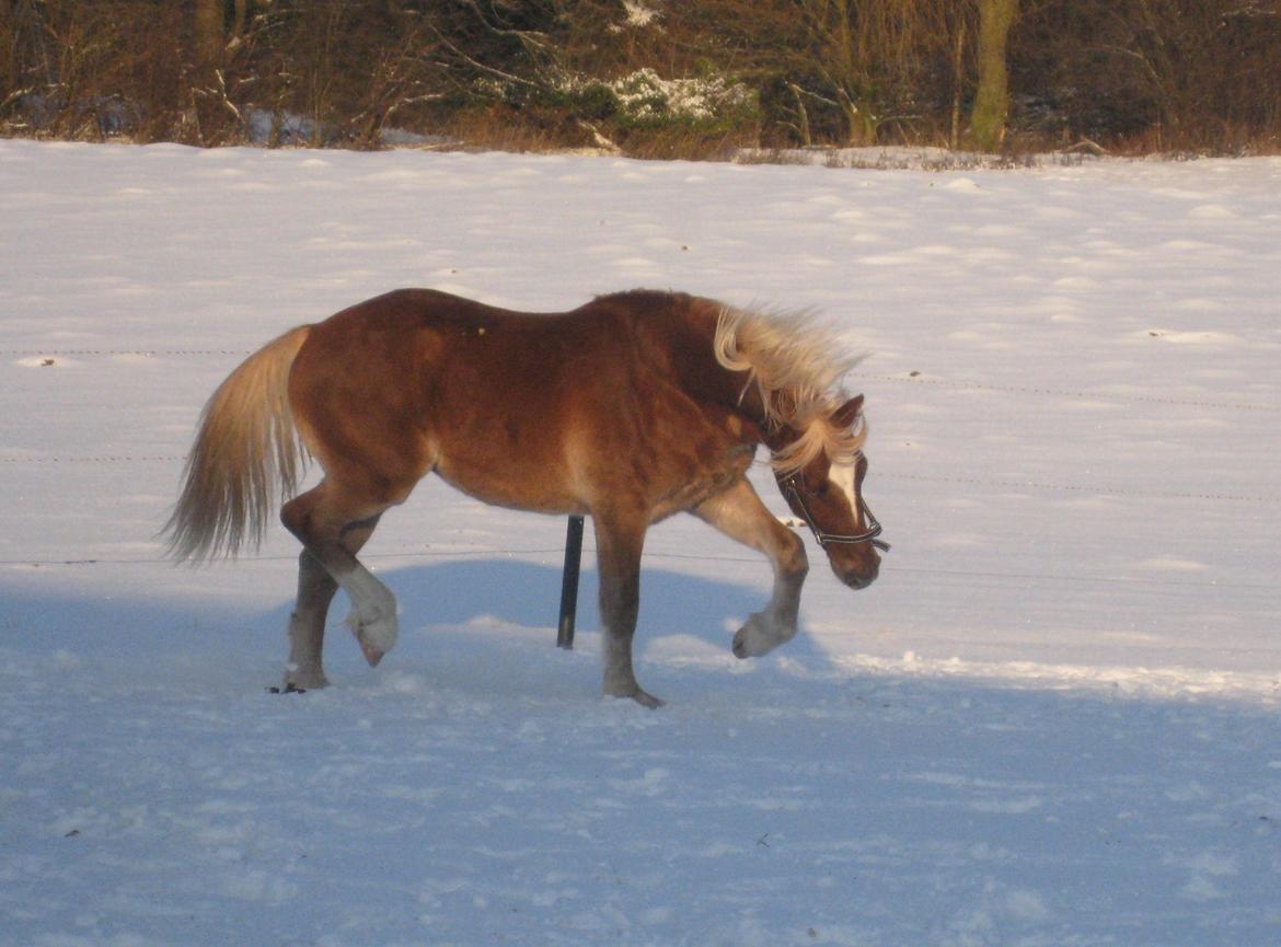 Welsh Cob (sec D) Mr. Roy billede 6