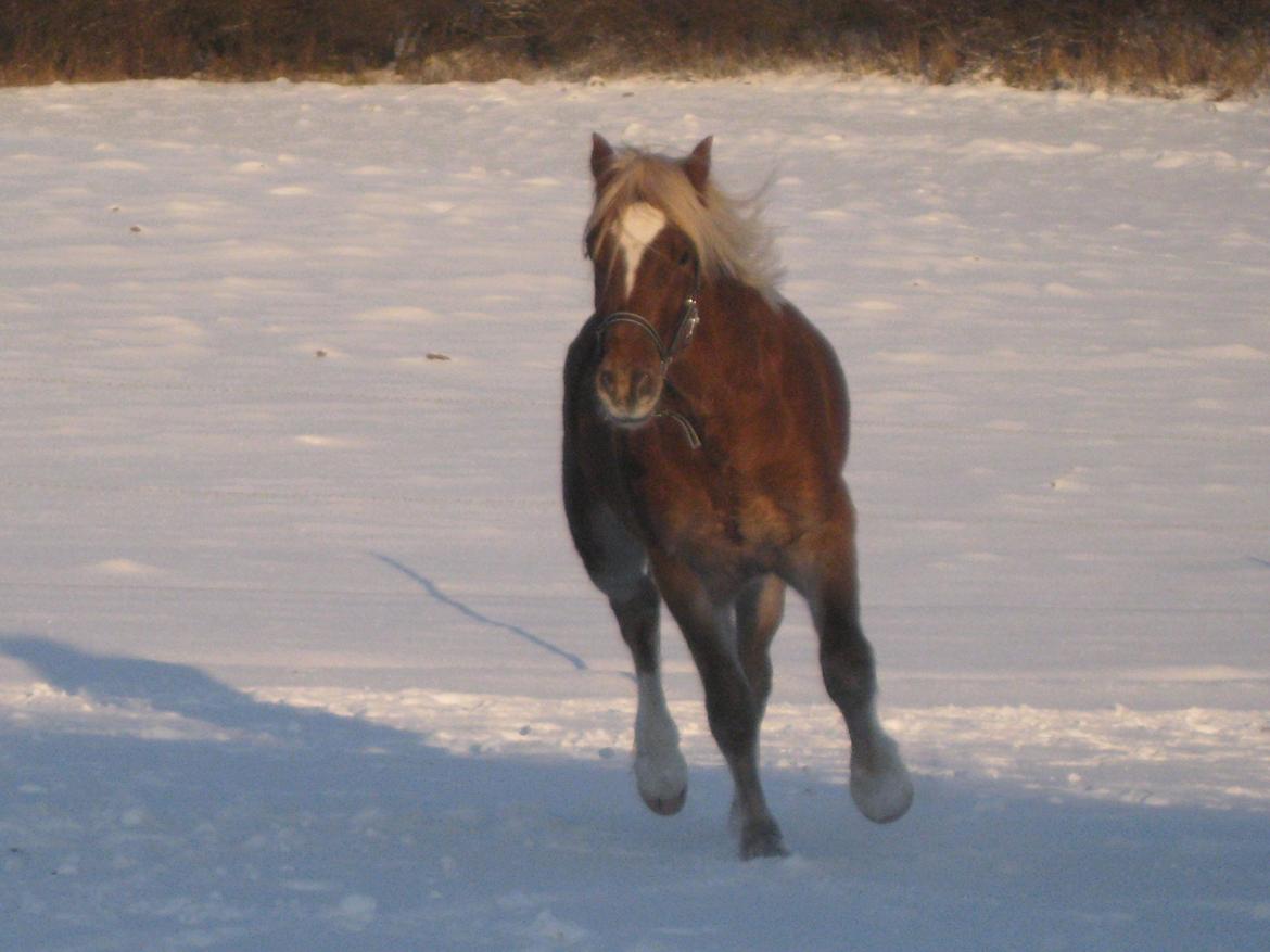 Welsh Cob (sec D) Mr. Roy billede 18