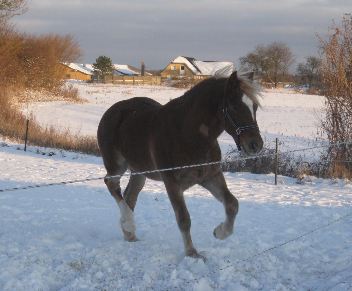 Welsh Cob (sec D) Mr. Roy billede 13