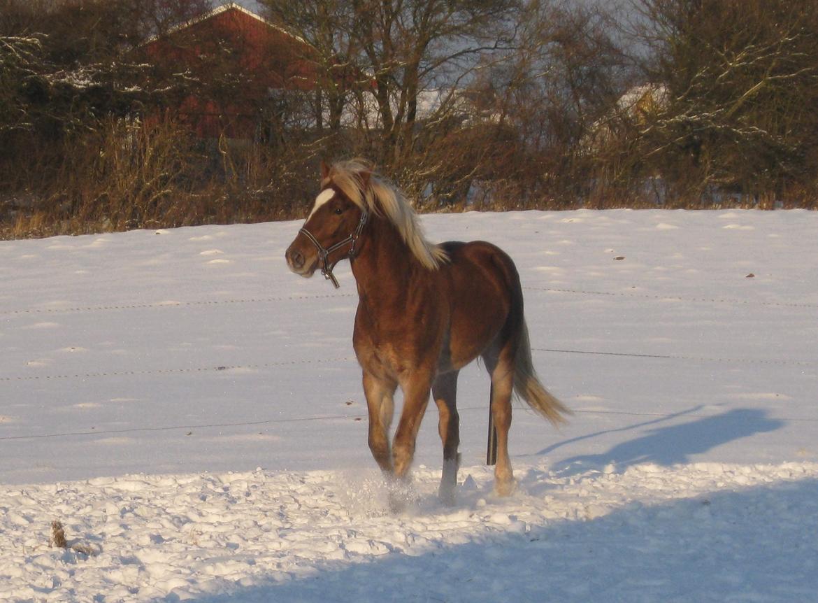 Welsh Cob (sec D) Mr. Roy billede 19