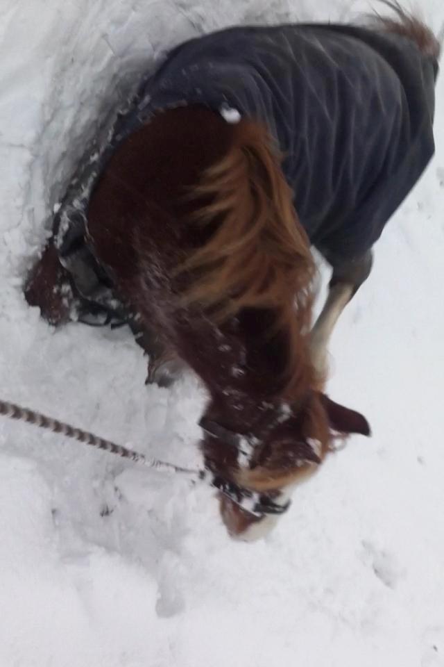 Welsh Pony af Cob-type (sec C) Gribsvad Emma Jo (tidl. Pony) - Eeeelsker sne.....! billede 14