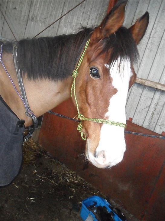 DSP Grønborgs Caja billede 8