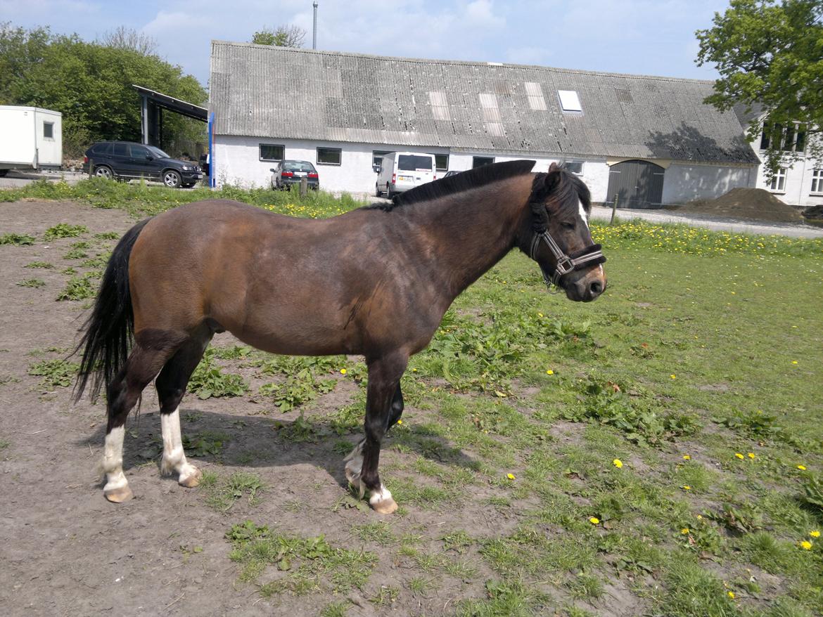 Anden særlig race Tarzan billede 4