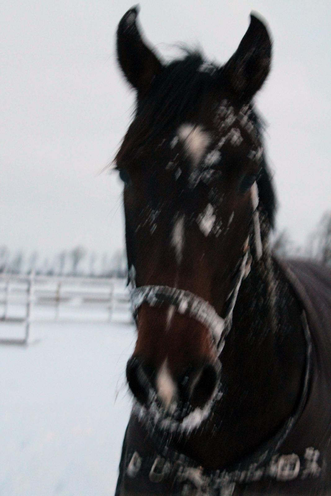 Dansk Varmblod Gipson Cloud - Sneen dec. 2012 billede 8