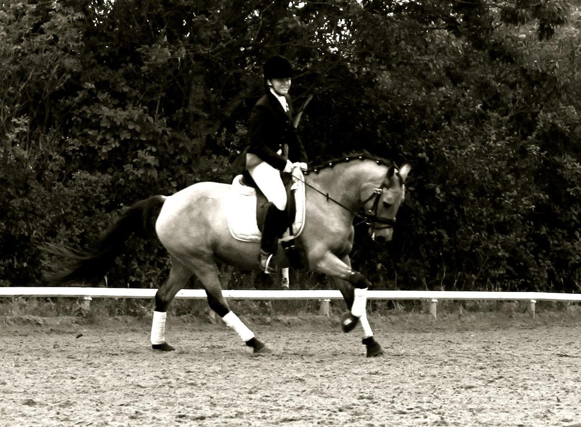 Anden særlig race Assenhøj's Bellezza billede 5