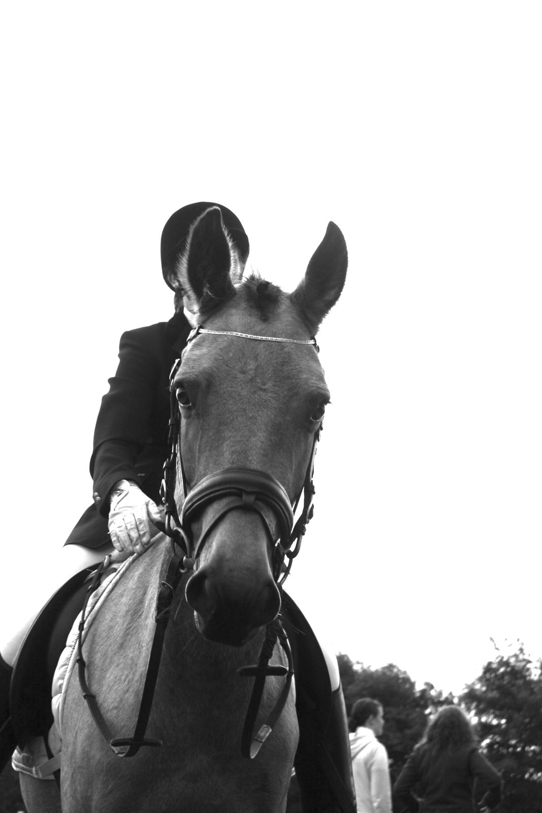 Anden særlig race Assenhøj's Bellezza - Bellisbo efter et vellykket LC2 program til 71% !
september 2012 billede 3