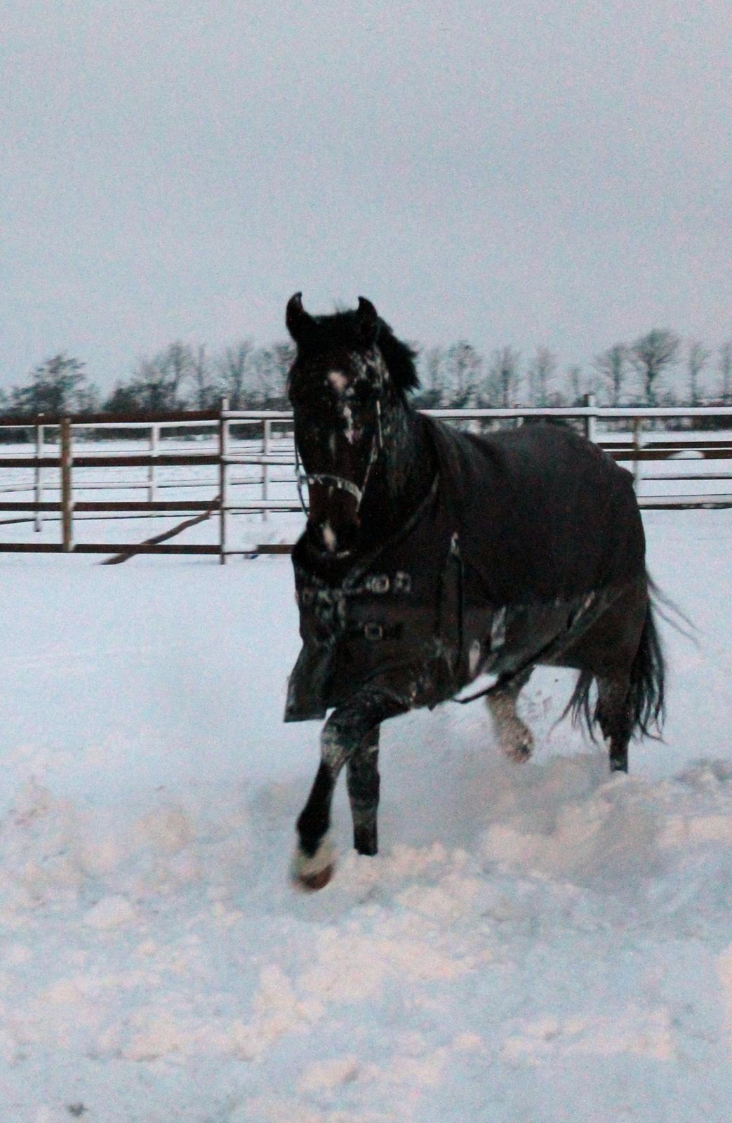 Dansk Varmblod Gipson Cloud - Sneen dec. 2012 billede 9