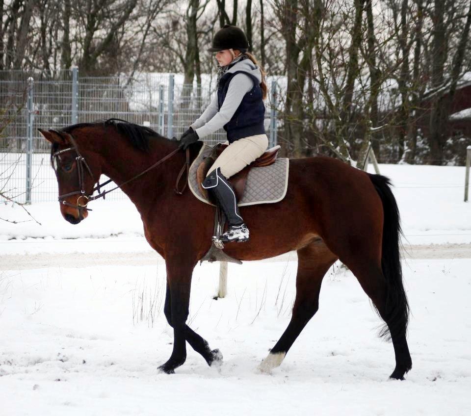 Anden særlig race Ariel - December 2012.
Tilridning hos Diana Klein i Aars.  billede 8