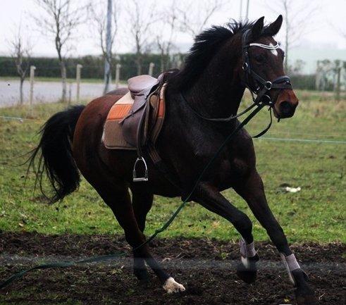 Anden særlig race Ariel - På Stald Kjær i Aars, hvor hun er i tilridning hos Diana Klein :-) billede 9