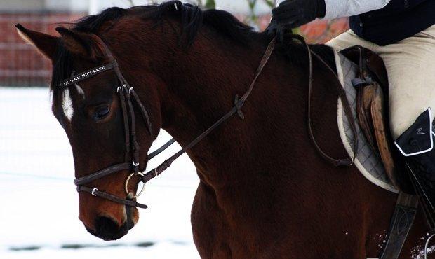 Anden særlig race Ariel - December 2012. I tilridning hos Diana Klein i Aars :-) billede 3