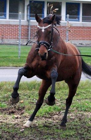 Anden særlig race Ariel - Efterår 2012 - En masse ubrugt energi bliver fyret af i longen. Tilridning hos Diana Klein. billede 11
