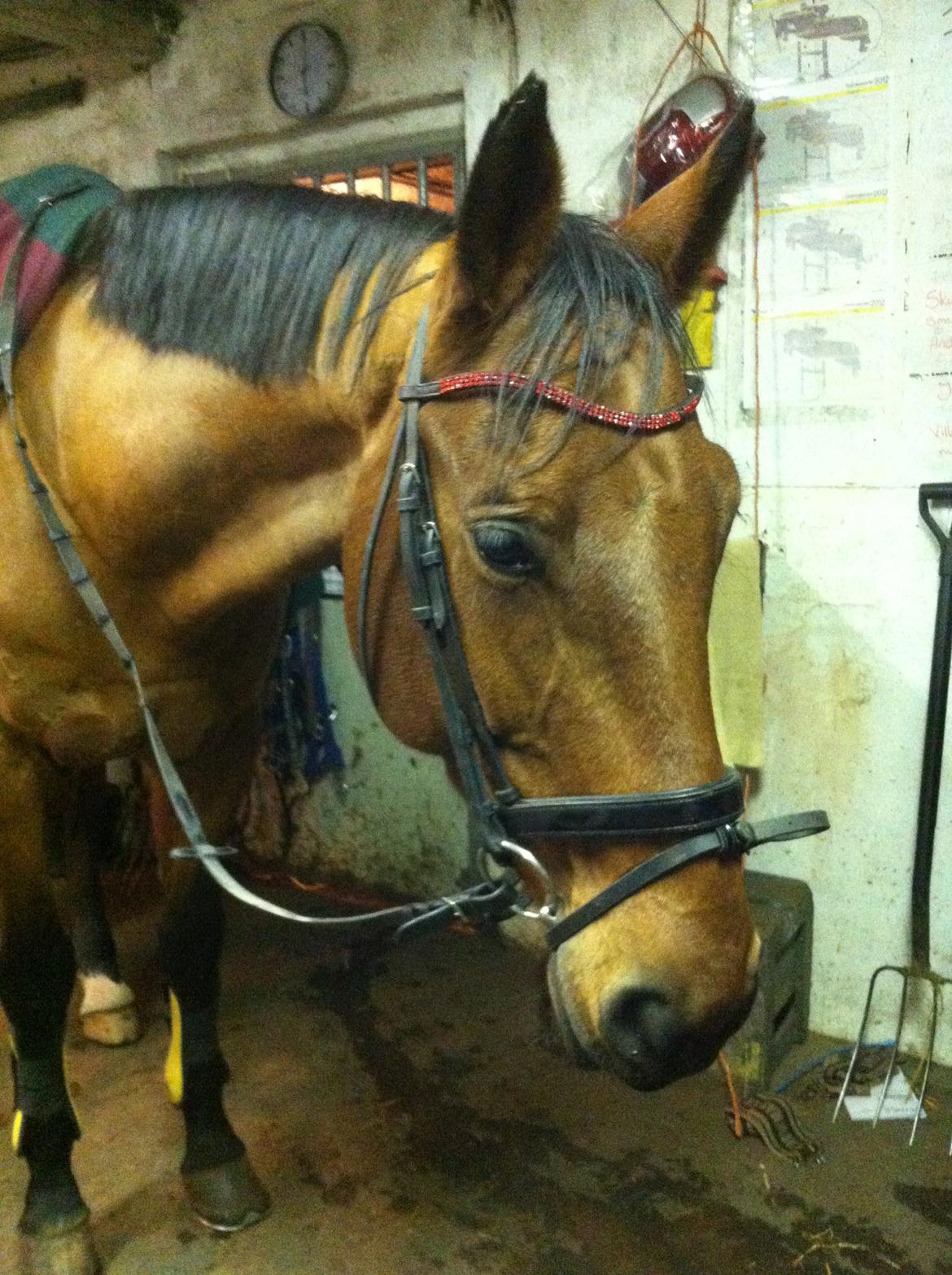 Tysk Oldenburger Villads billede 3