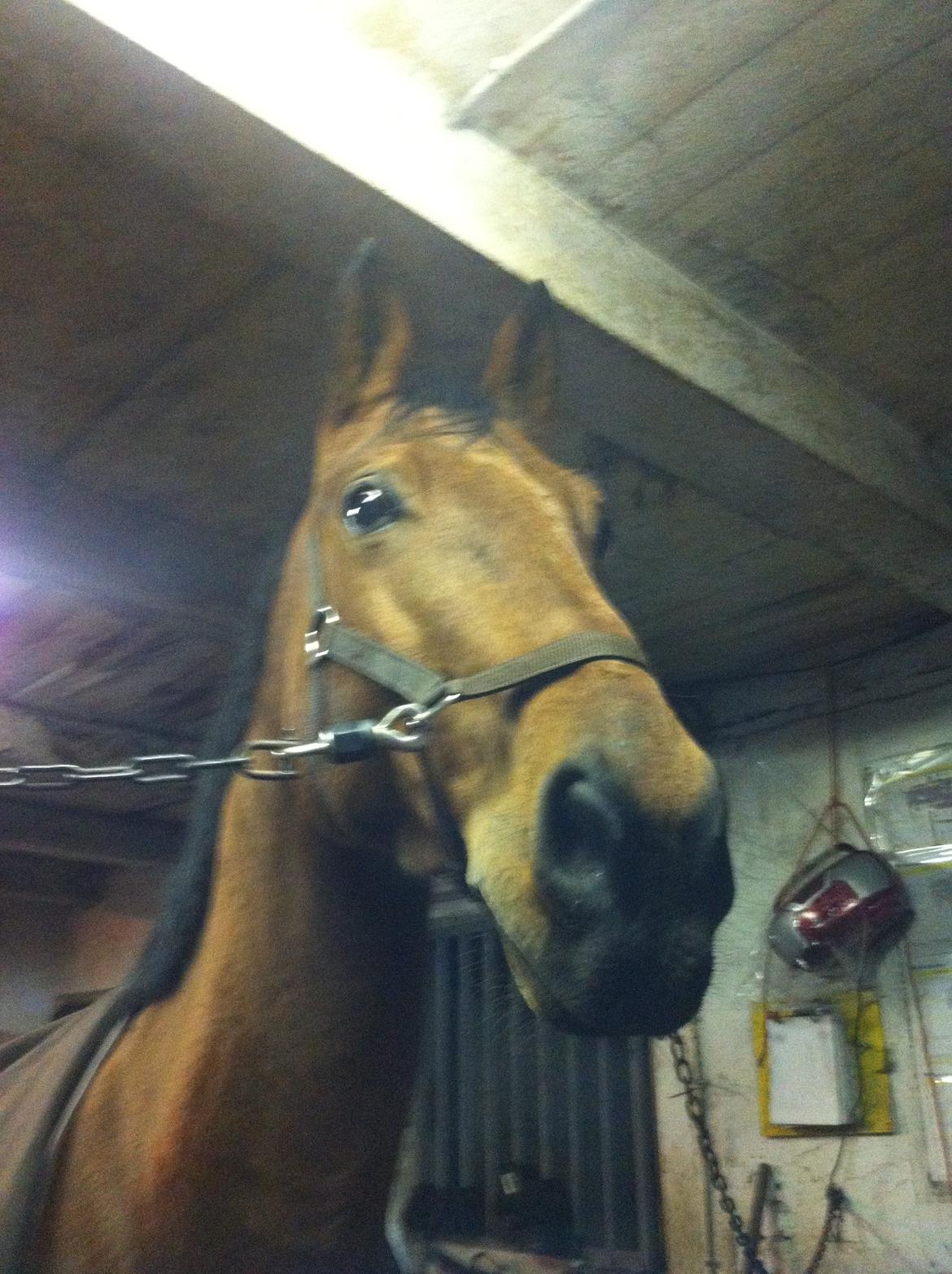 Tysk Oldenburger Villads billede 4