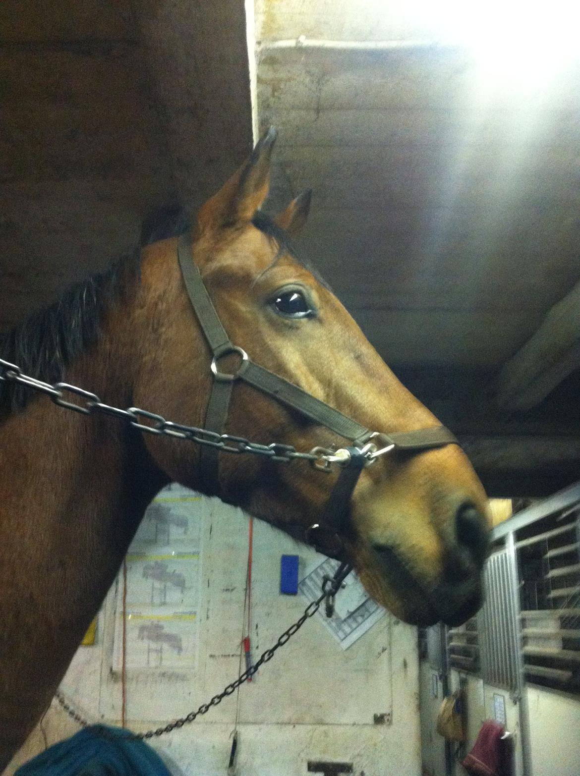 Tysk Oldenburger Villads billede 5