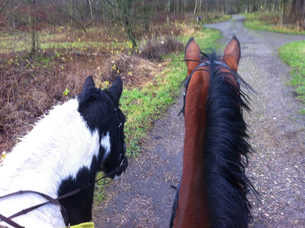 Tysk Oldenburger Villads billede 6