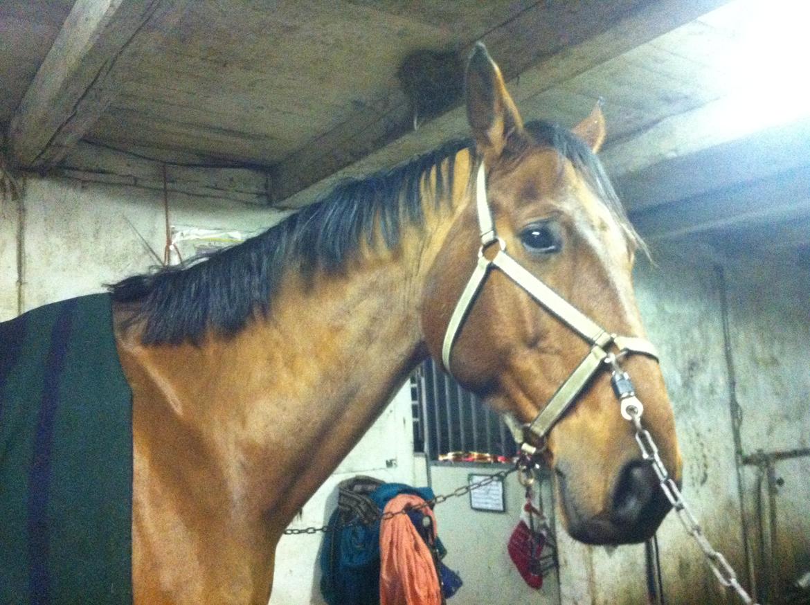 Tysk Oldenburger Villads - efter han blev klippet billede 7