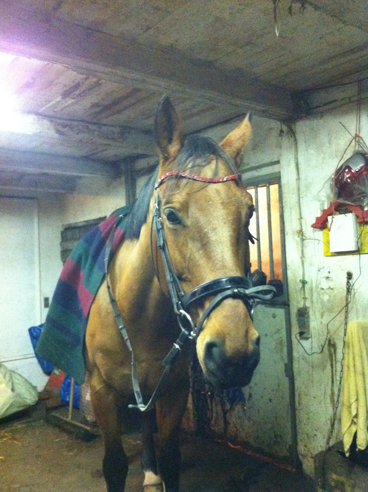 Tysk Oldenburger Villads billede 8