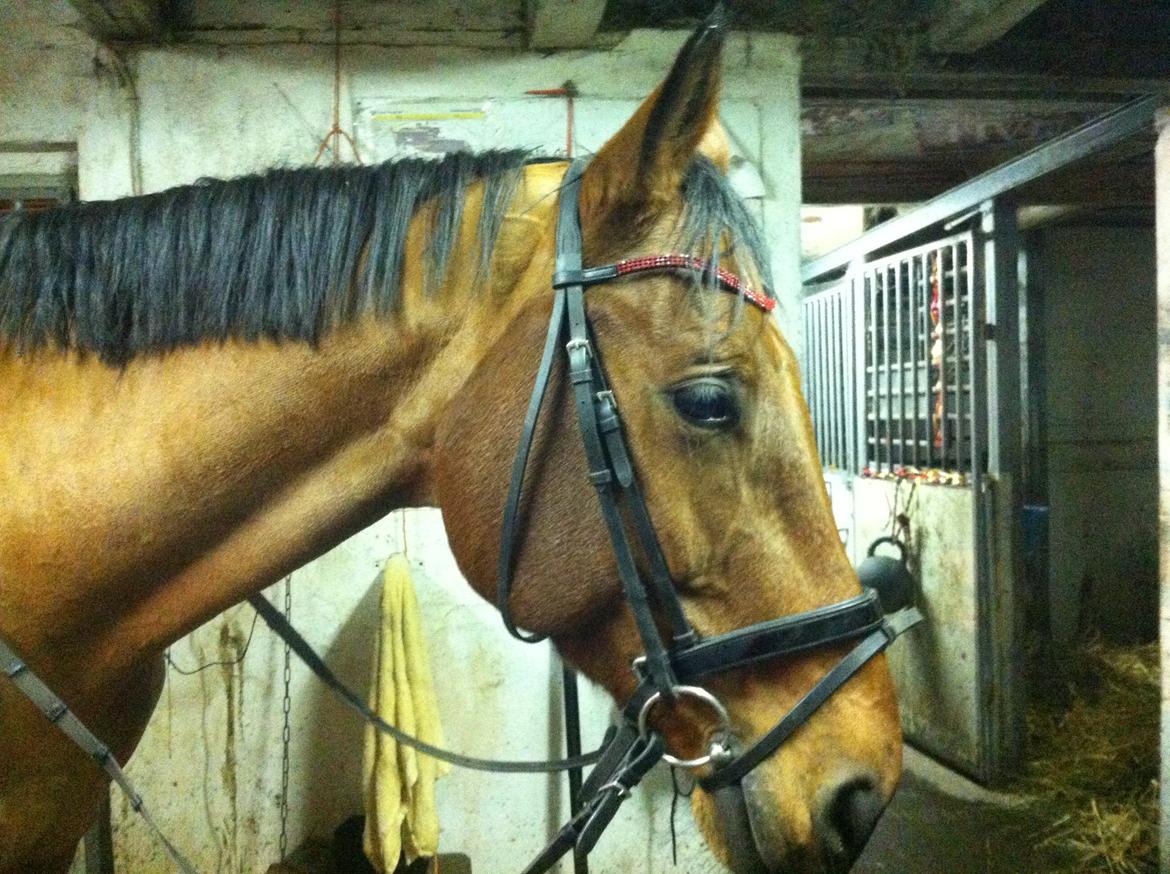 Tysk Oldenburger Villads billede 9