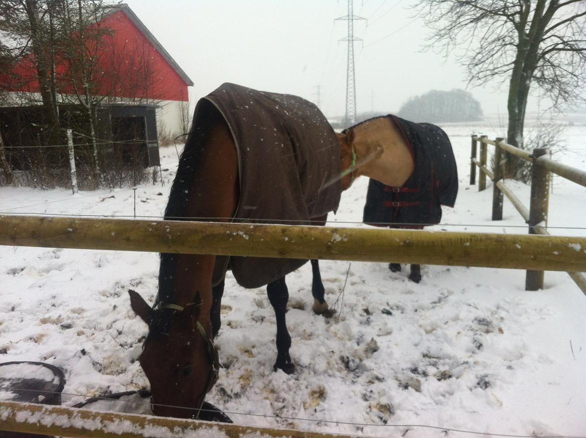 Tysk Oldenburger Villads billede 10