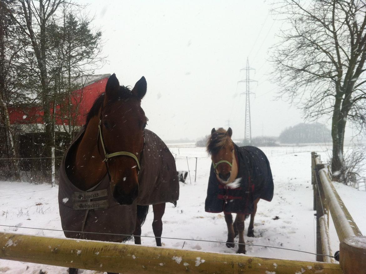 Tysk Oldenburger Villads billede 11